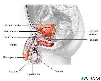 Mens sex organ pictures