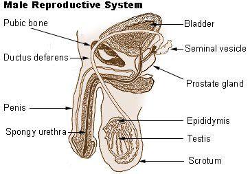 Mens sex organ pictures